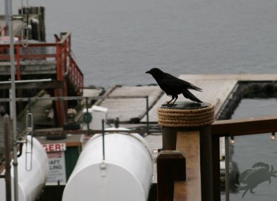 Crow -on-a-rope