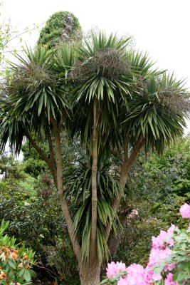 Tofino Palms