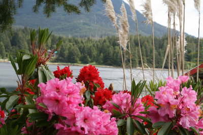 Harbor flowers