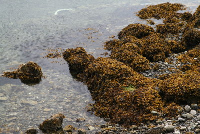 Ucluelet Harbor