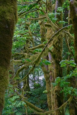 Moss tree