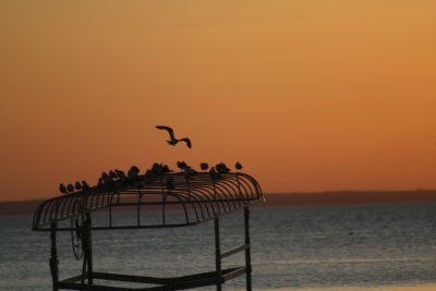 Gulls gather at the end of the day