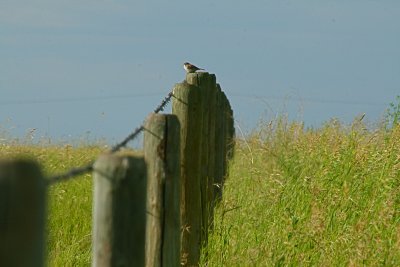 Bird on a wire.....errrr...fencepost