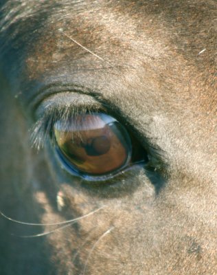 Horse's Eye View
