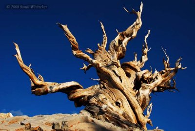 Beautiful Old Tree Friend