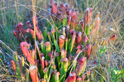 Pitcher Plants