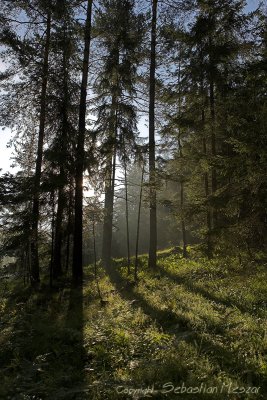 tree vs. light