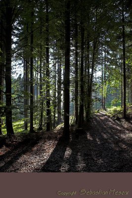 tree vs light