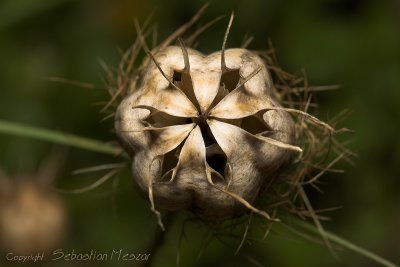 Nigella damascena