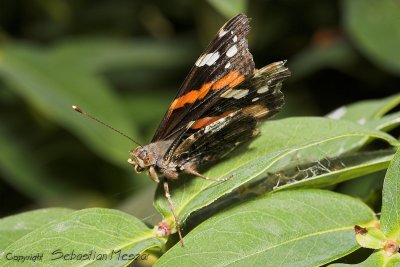 butterflies