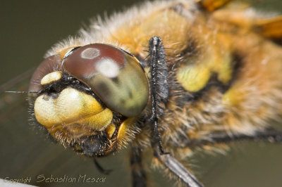 dragonfly