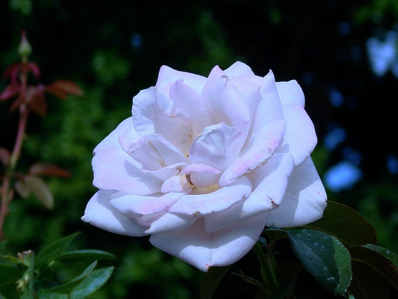 Roses 047.jpg