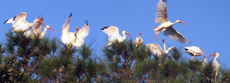White Ibis