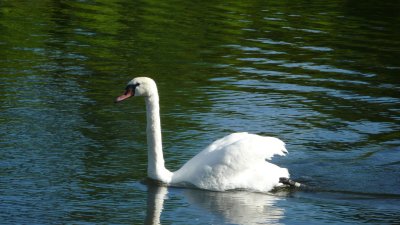 Mute Swan(1)