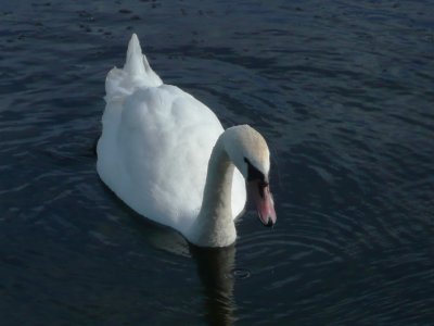 Mute Swan(2)