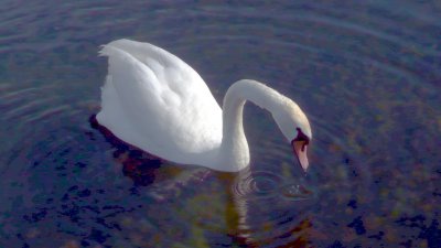 Mute Swan(3)