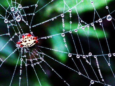 Spider Webs 015a.jpg