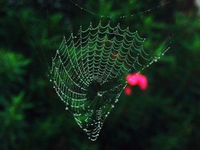 Spider Webs 008.jpg