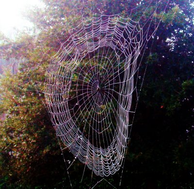 Spider Webs 012.jpg