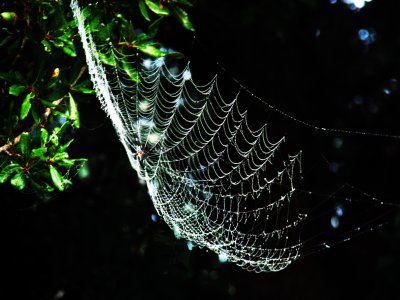 Spider Webs 020.jpg