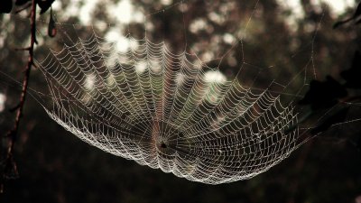 Spider Webs 024.jpg