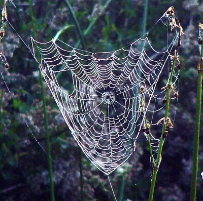 Spider Webs 031.jpg