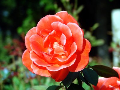 Roses 007.jpg
