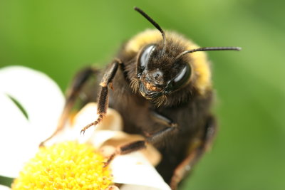 Bumble bee 112.JPG