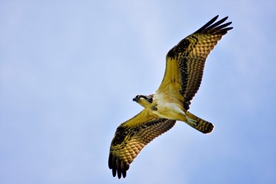 osprey 1.jpg