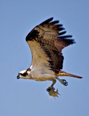 osprey 3.jpg