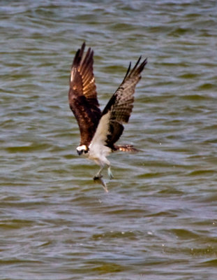 osprey_fish 2.jpg