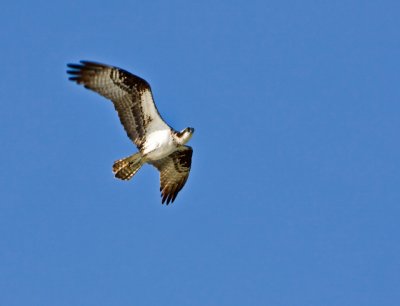 osprey3 copy.jpg