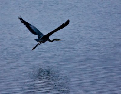 blue heron2.jpg