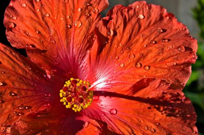 Watered Hibiscus