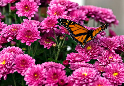 monarch3_resize.jpg