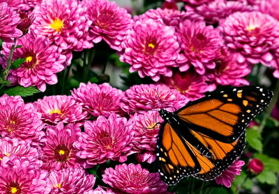 monarch9_resize.jpg