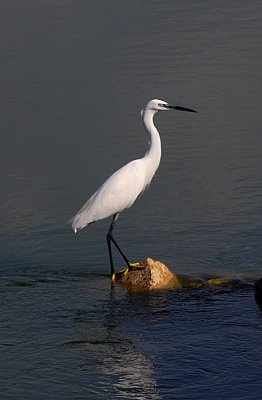 Little Egret