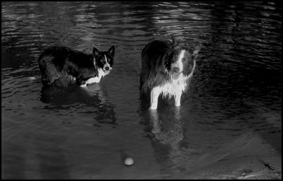 dogs_water_2.jpg