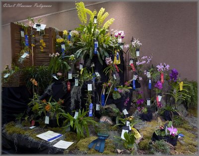 Atlanta Orchid Society Entry