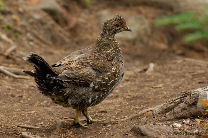 ptarmigan