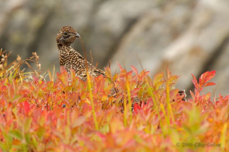 ptarmigan2