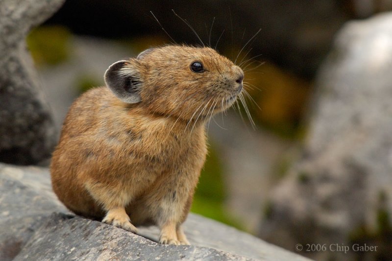 Pika resting