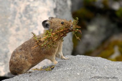 Pika with ferns