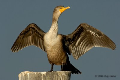cormorant spread