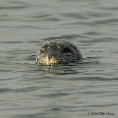 harbor seal 2