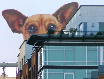 The chihuahua that ate San Francisco