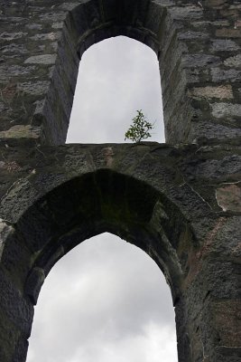 A tree grows in Oban