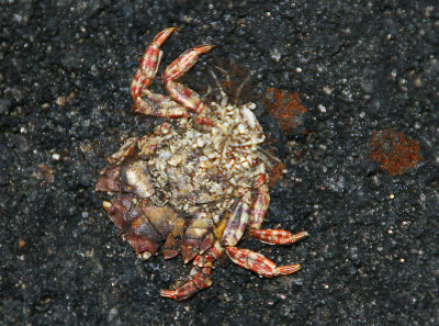 Cracked crab