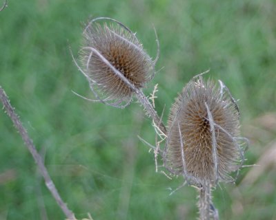 Trrede blomster i naturen