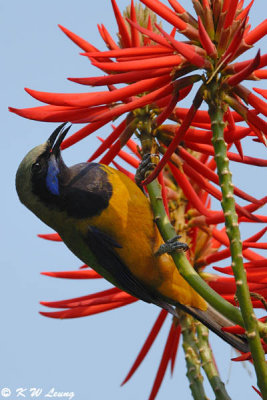 Orange-bellied Leafbird DSC_0370